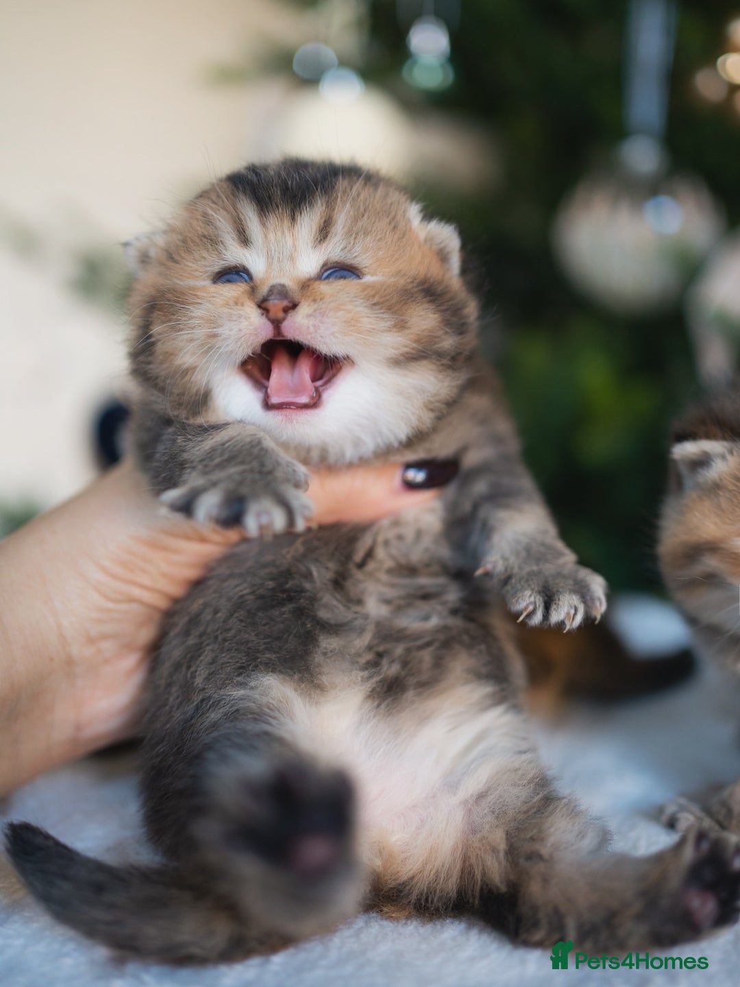 British Shorthair cats for sale: 1 girl available  - Advert 23