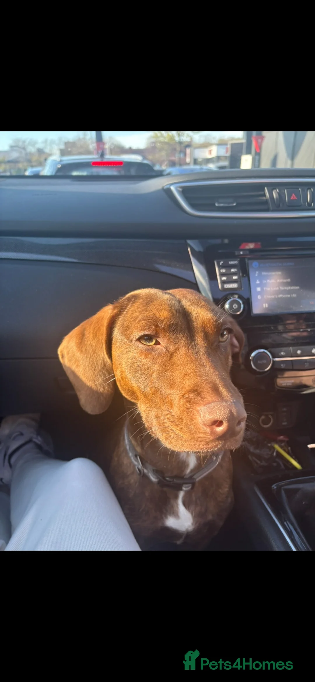 Mixed Breed dogs for sale: Poppy – 15-month-old Springer Spaniel ×Dachsund - Advert 6