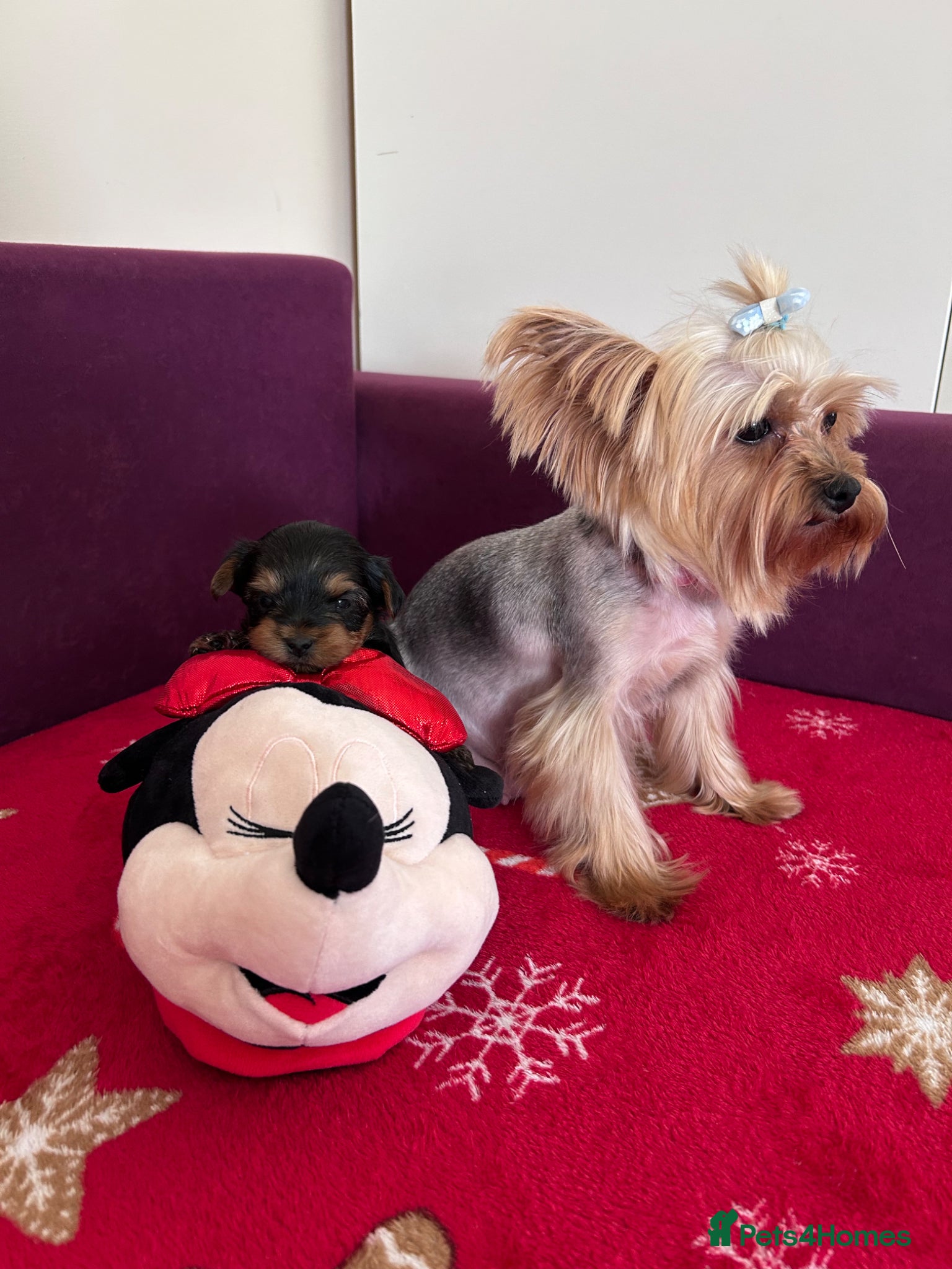 Yorkshire Terrier dogs for sale: Yorkshire Terrier puppiers - Advert 10