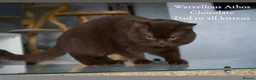 British Shorthair cats for sale: TICA British Shorthair  - Advert 4