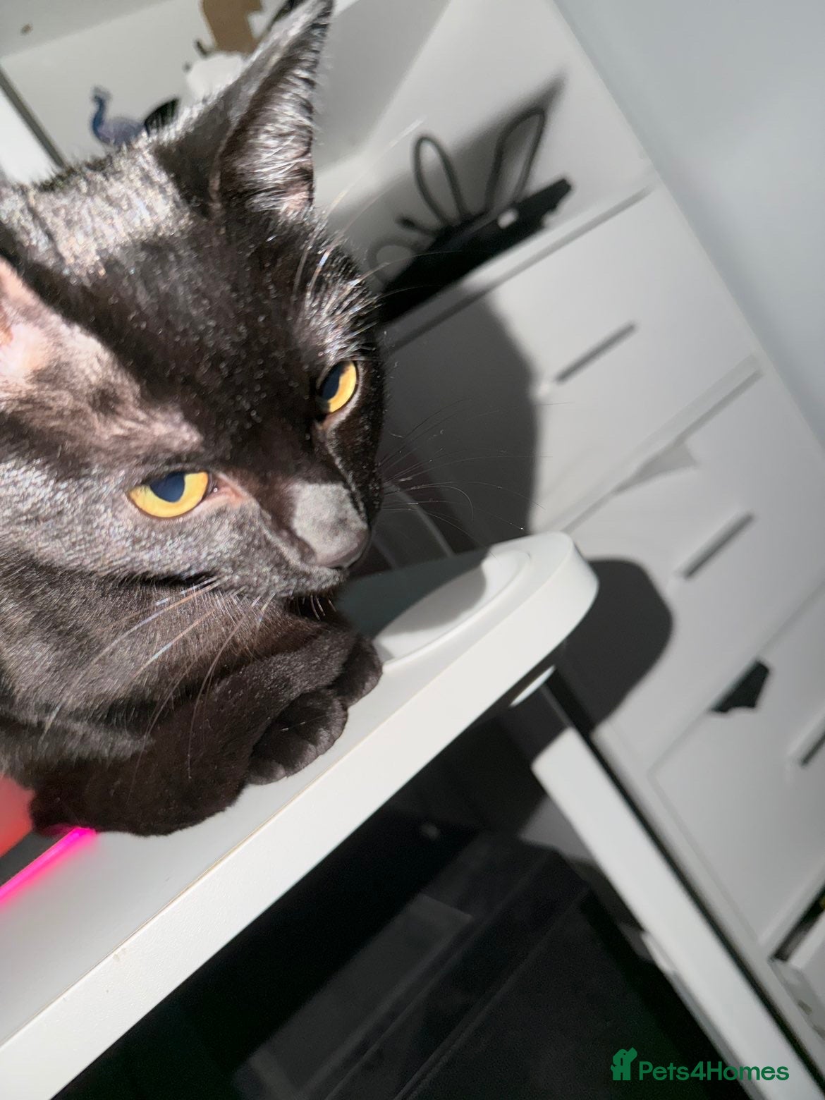 Bombay cats This cat is named boba - Advert 2