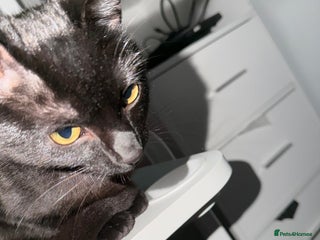 Bombay cats This cat is named boba - Advert 2