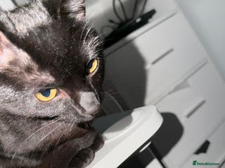 Bombay cats This cat is named boba - Advert 5