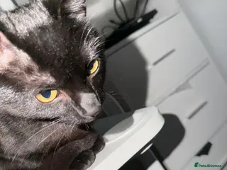 Bombay cats This cat is named boba - Advert 5