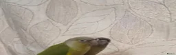 Conures birds for sale: Hand Reared Conures - Advert 11