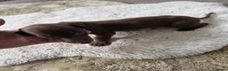 Miniature Dachshund dogs for sale: Miniature dachshund - Advert 4