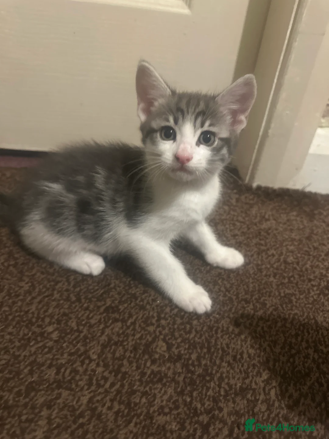 Mixed Breed cats for sale: Cute mixed kittens playful and ready for a home in Bolton - Advert 4