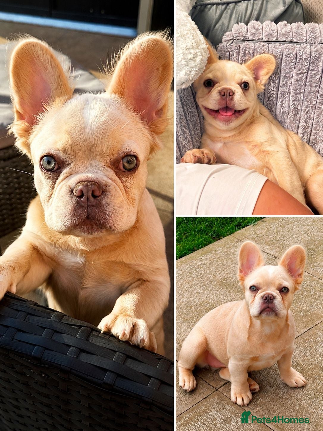 French Bulldog dogs 7 month old fluffy french bulldog  - Advert 1