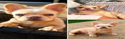 French Bulldog dogs for sale: 7 month old fluffy french bulldog  - Advert 1