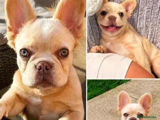 French Bulldog dogs 7 month old fluffy french bulldog - Advert 1