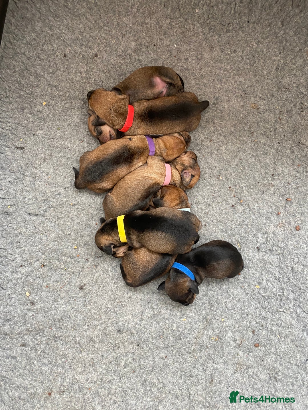 Miniature Dachshund dogs for sale: Supreme KC Miniature Wirehaired Dachshunds! - Advert 3
