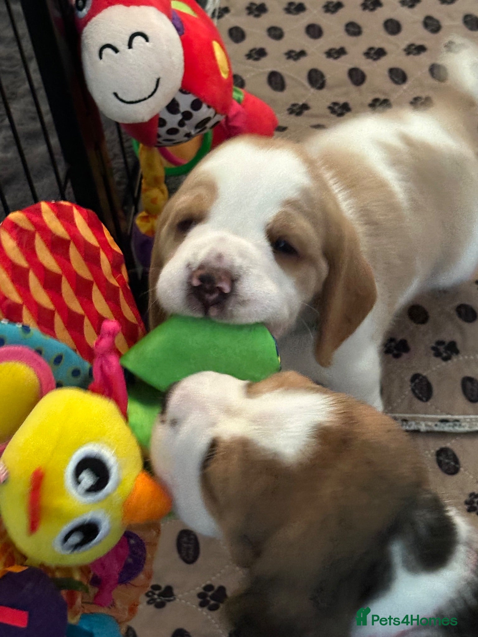 Beagle dogs Beautiful KC registered 5th gen pedigree puppies - Advert 2