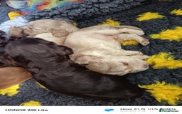 Cocker Spaniel dogs for sale: Show type Cocker spaniel puppy's KCR - Image 5