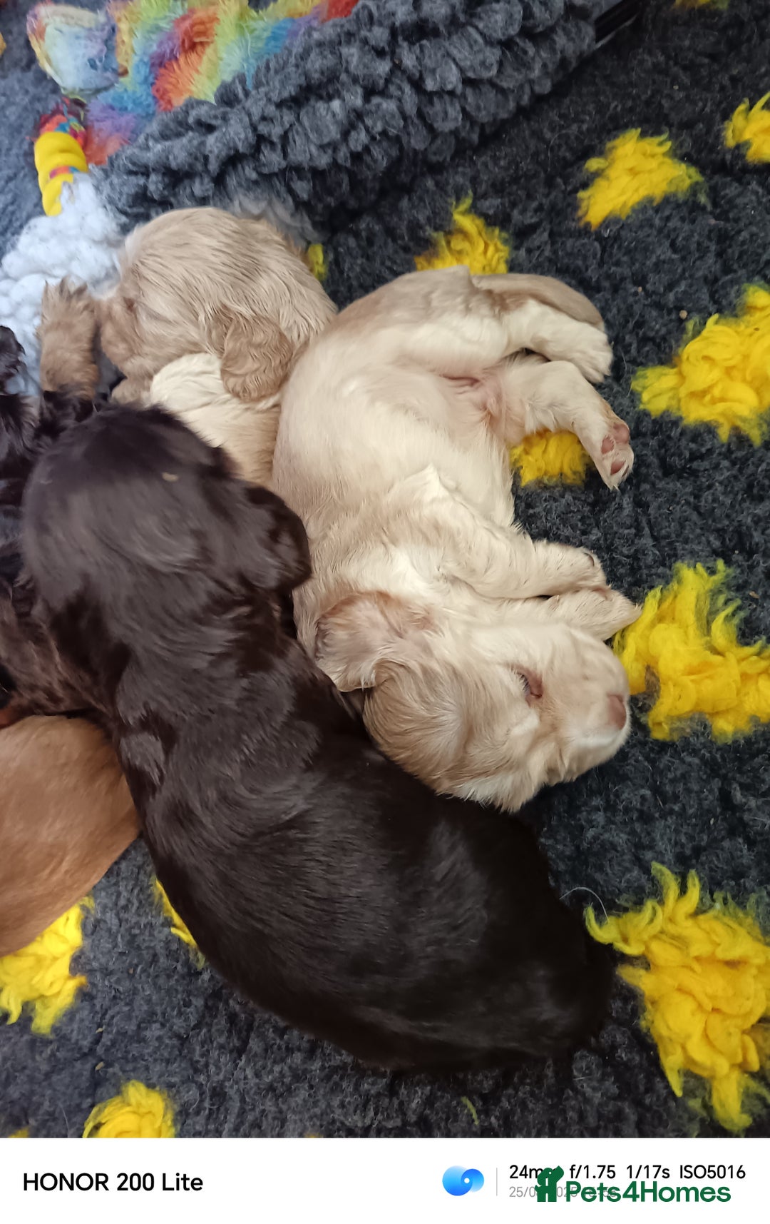Cocker Spaniel dogs for sale: Show type Cocker spaniel puppy's KCR - Image 5
