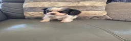 Cavalier King Charles Spaniel dogs for sale: KC Health Clear Cavalier King Charles Boys - Advert 19