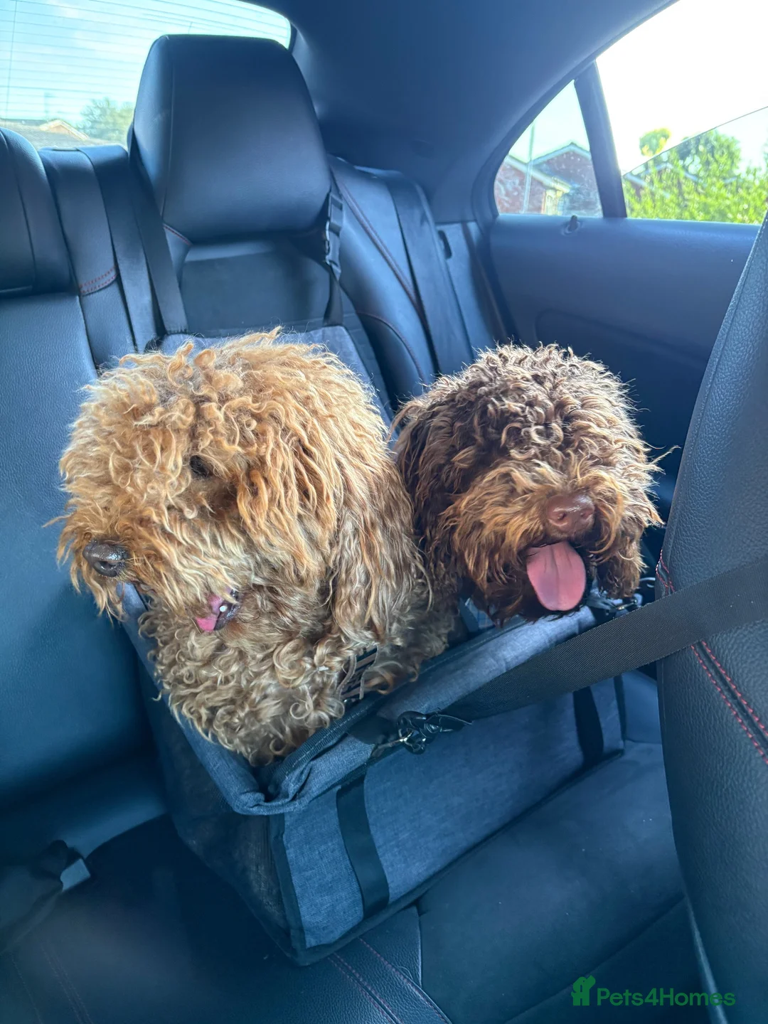 Cockapoo dogs for sale: Chocolate boy 8months - Advert 1