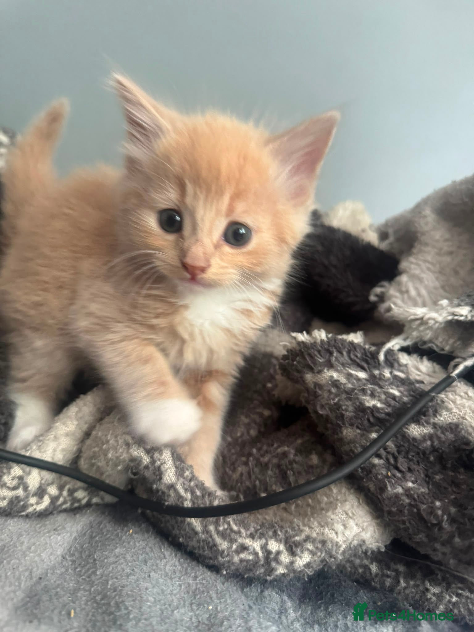Mixed Breed cats Mixed half mainecoon kittens - Advert 14