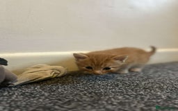 British Shorthair cats for sale: 6 beautiful kittens  - Image 2