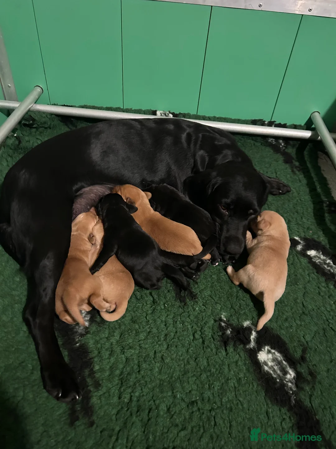 Springador dogs for sale: Springador puppies  - Advert 1