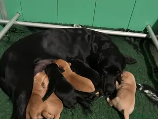 Springador dogs Springador puppies - Advert 1