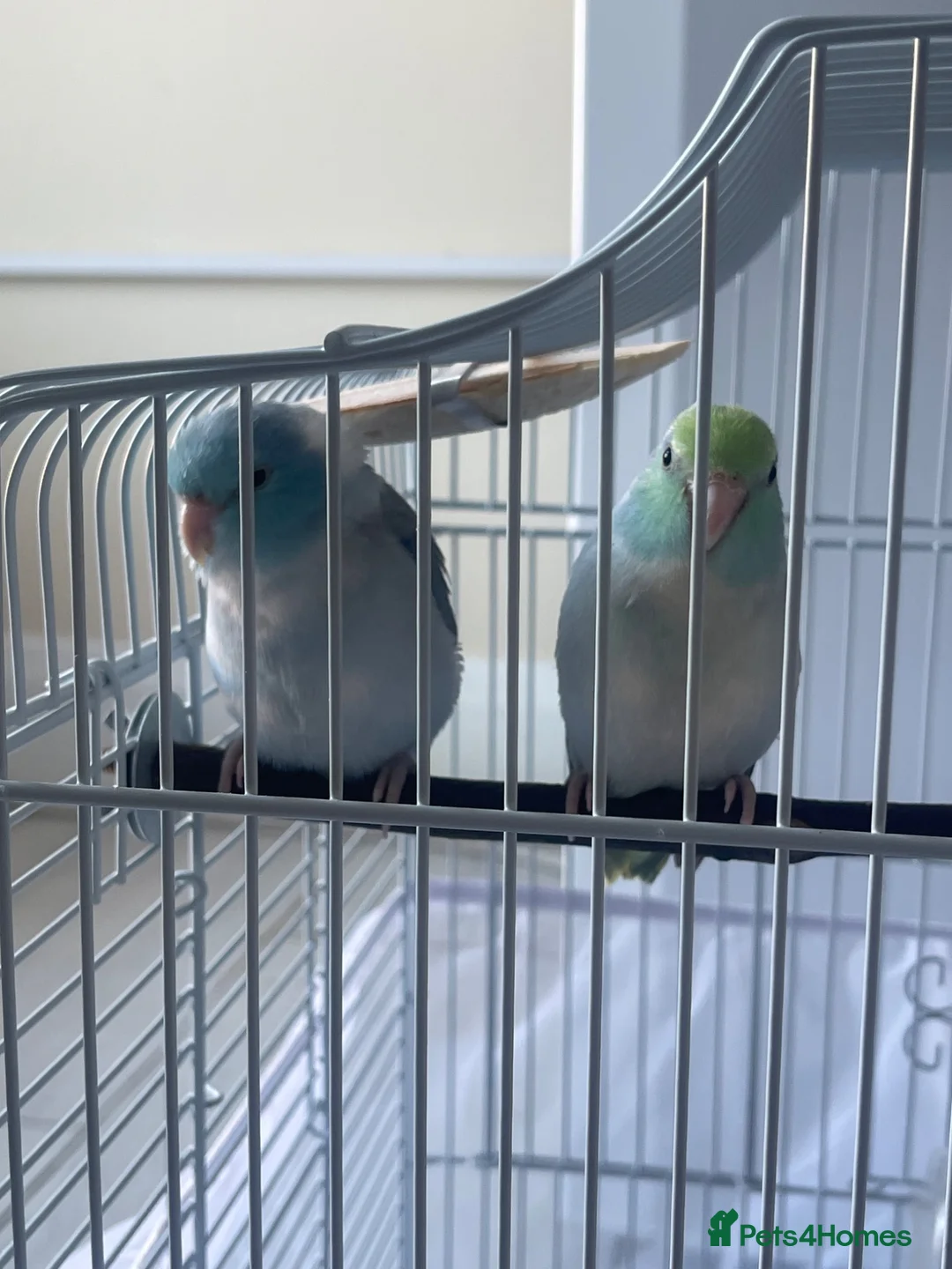Parrots birds for sale: Parrotlet  in Hayes - Advert 1