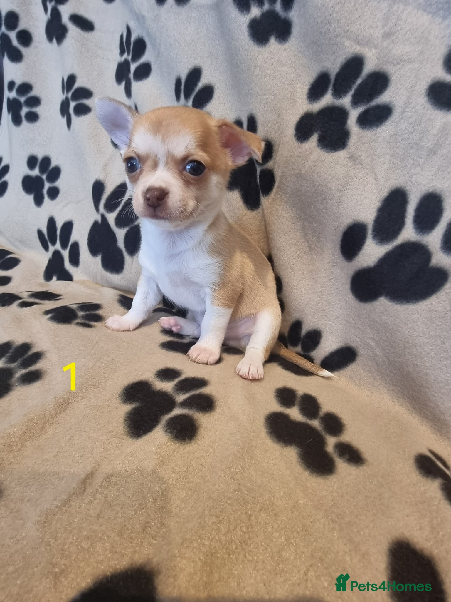 Chihuahua dogs Chihuahua puppy's chihuahuas - Advert 2