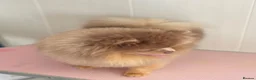 Pomeranian dogs for sale: Lilac and tan male Pomeranian  - Advert 4