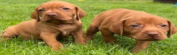 Hungarian Vizsla dogs for sale: Beautiful Hungarian Vizsla puppies available  in Boston - Advert 1