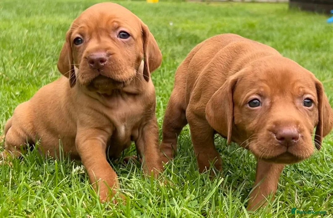 Hungarian Vizsla dogs for sale: Beautiful Hungarian Vizsla puppies available  in Boston - Advert 1