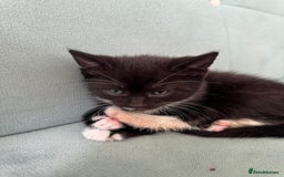 British Shorthair cats for sale: Boy cat - Image 2
