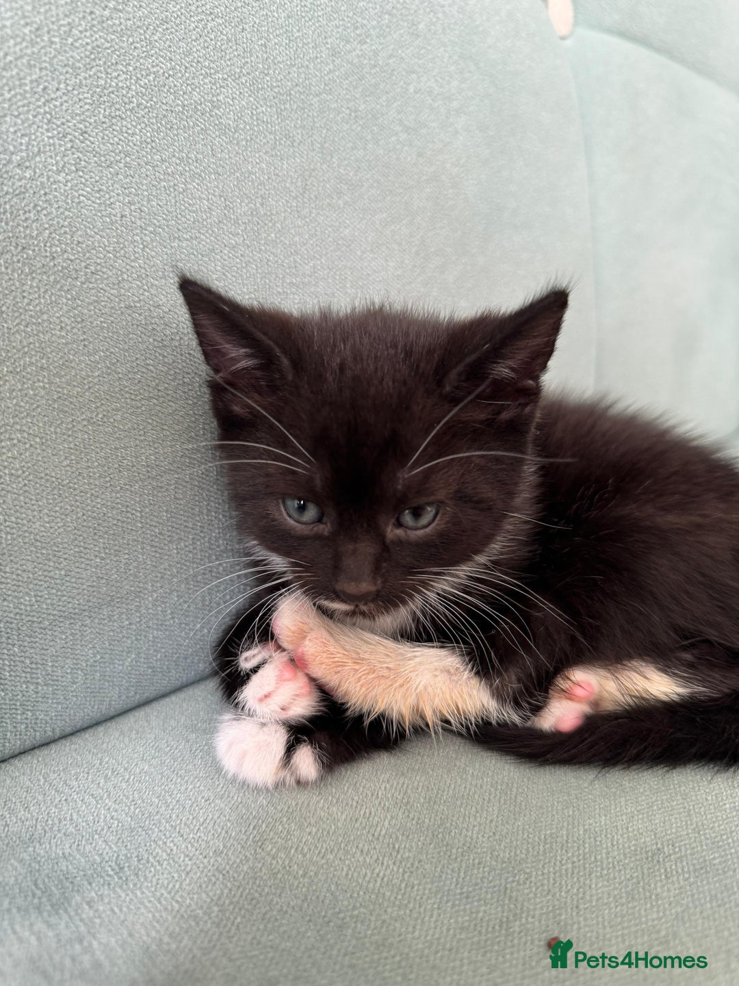 British Shorthair cats for sale: Boy cat - Image 2