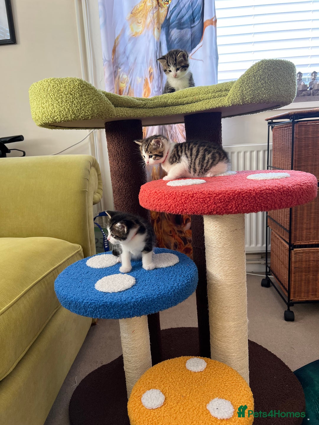 Mixed Breed cats for sale: READY NOW, 3 BEAUTIFUL TABBY BOYS (with Bengal)  - Image 17