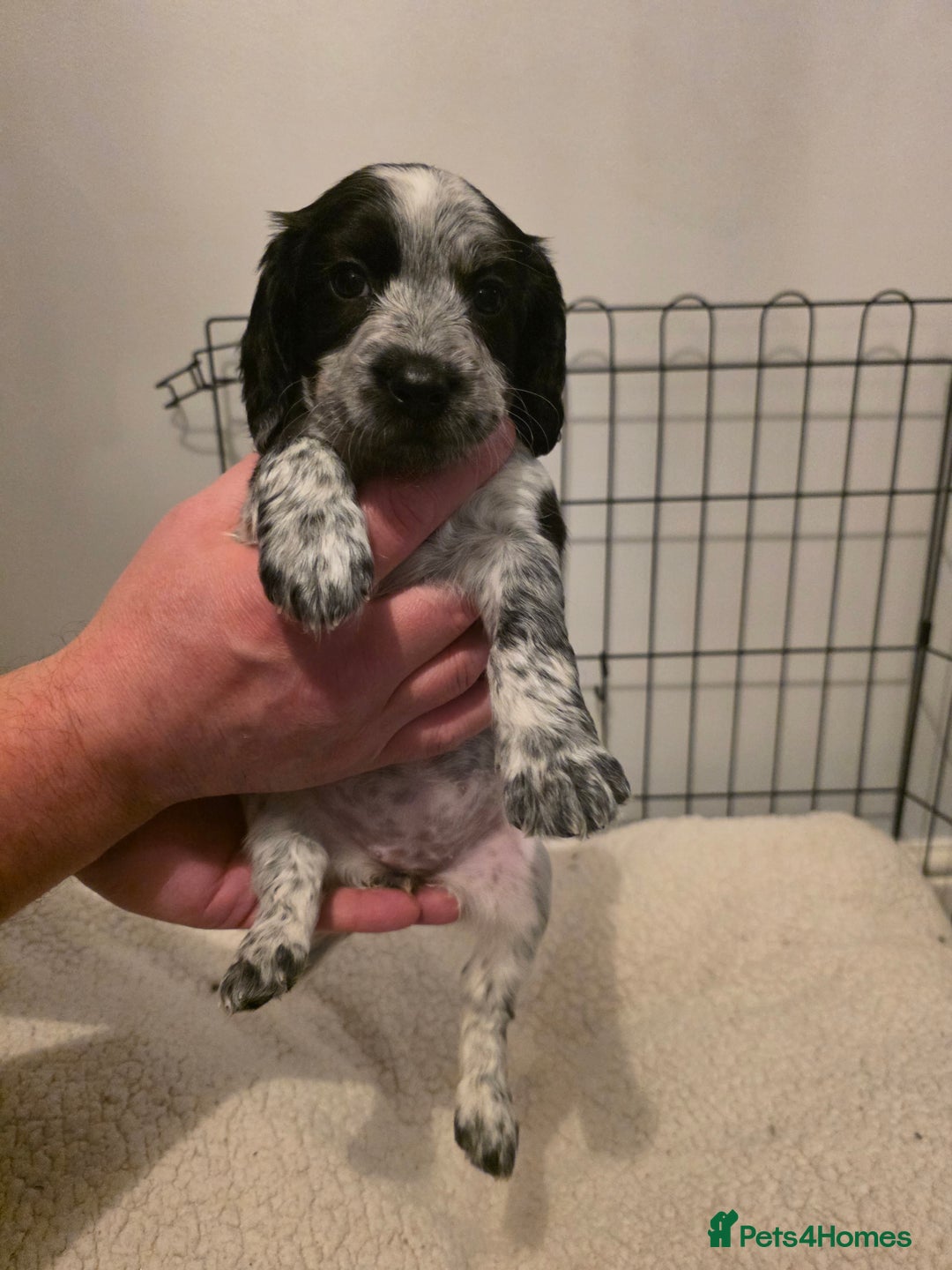 Cocker Spaniel dogs for sale: 6 cocker spaniel puppies  - Advert 29