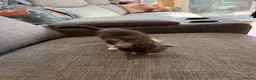 Maine Coon cats for sale: mainecoon kittens  - Advert 14