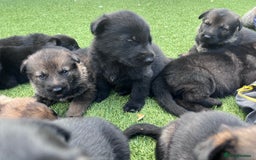 German Shepherd dogs for sale: gorgeous kc reg working blood line German Shepard  - Image 9