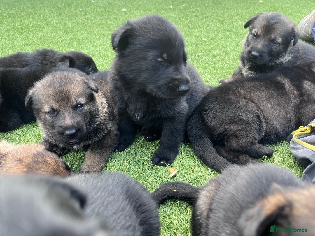 German Shepherd dogs for sale: gorgeous kc reg working blood line German Shepard  - Image 9
