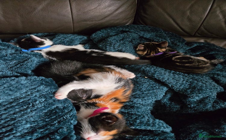Mixed Breed cats - Advert 3
