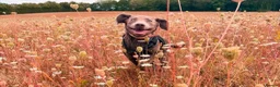 Labrador Retriever dogs for sale: Labrador 5 months in Abingdon - Advert 4