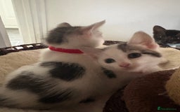 Mixed Breed cats for sale: Beautiful mixed breed kittens - Image 25