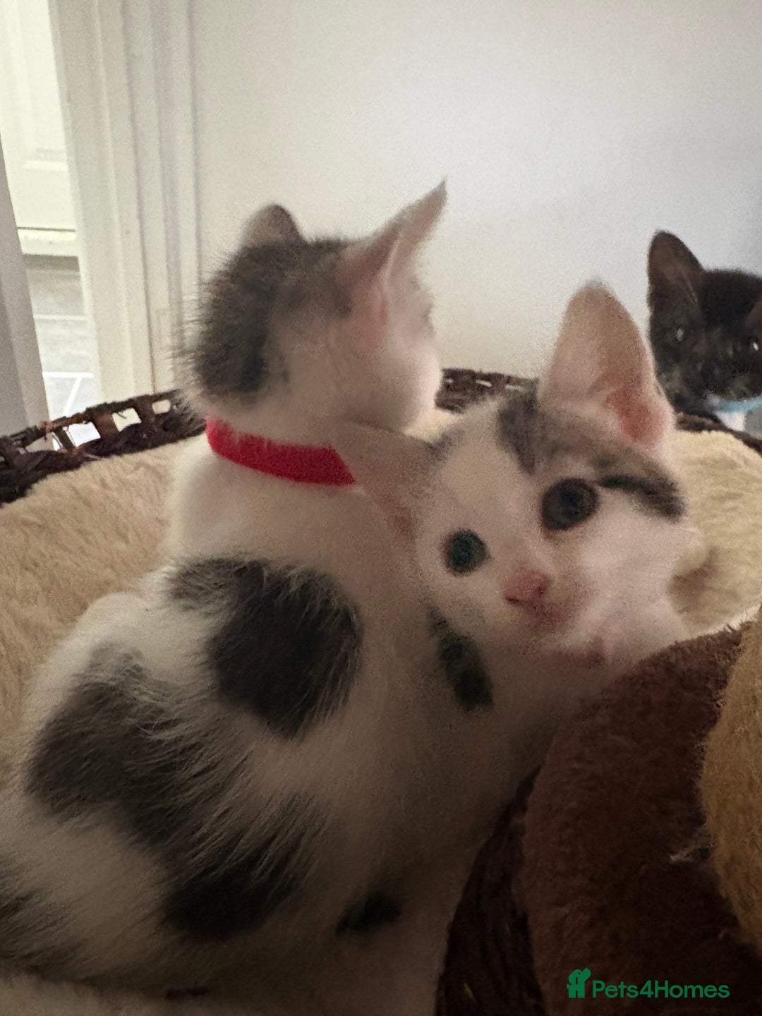 Mixed Breed cats for sale: Beautiful mixed breed kittens - Image 25