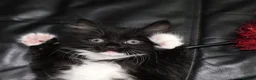 Turkish Angora cats for sale: Turkish Angora Mix Kittens - Advert 6