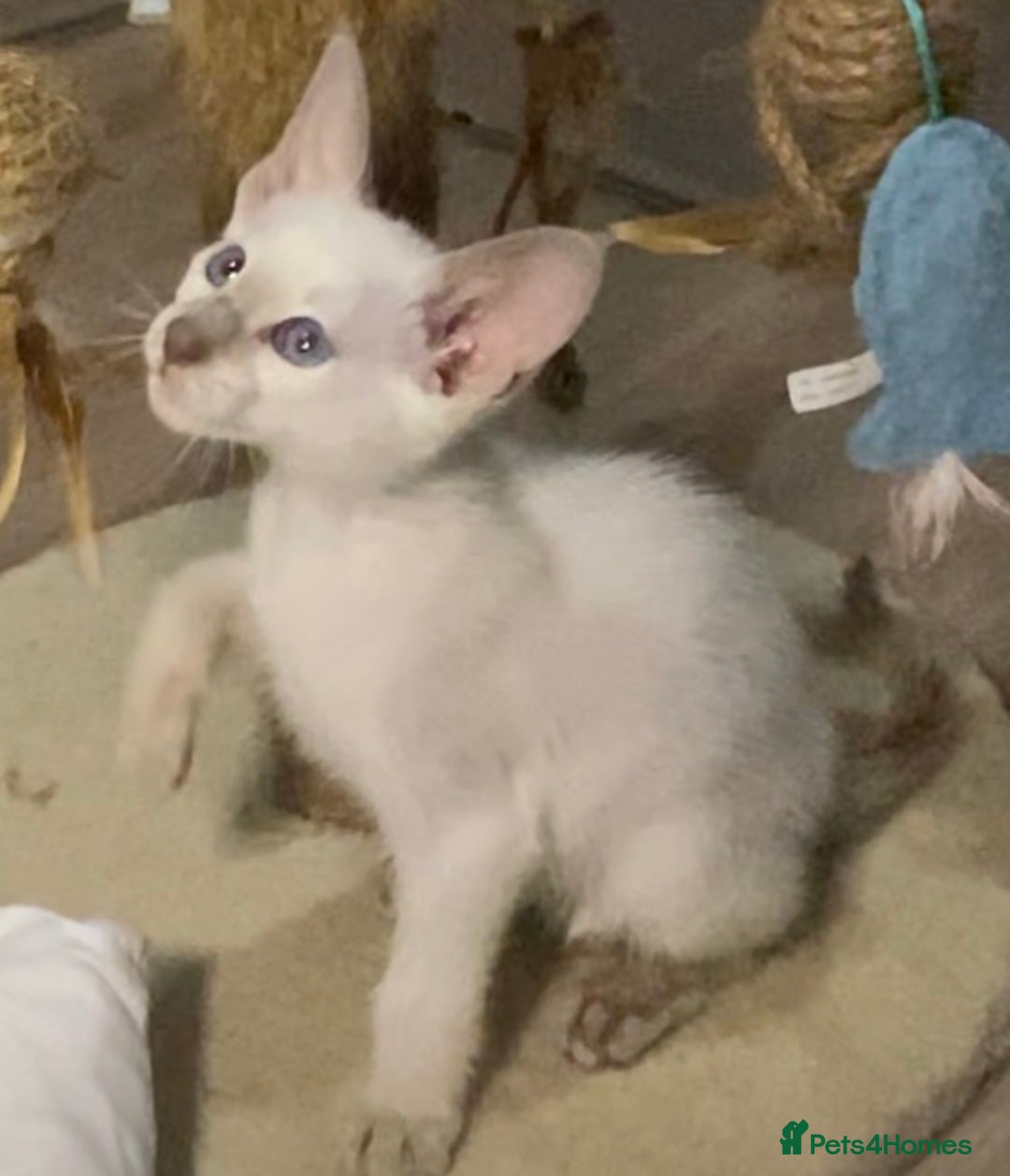 Siamese cats for sale:  Lilac point boy  - Image 5