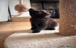 Maine Coon cats for sale: Beautiful big Maine coon x BSH kittens - Image 5