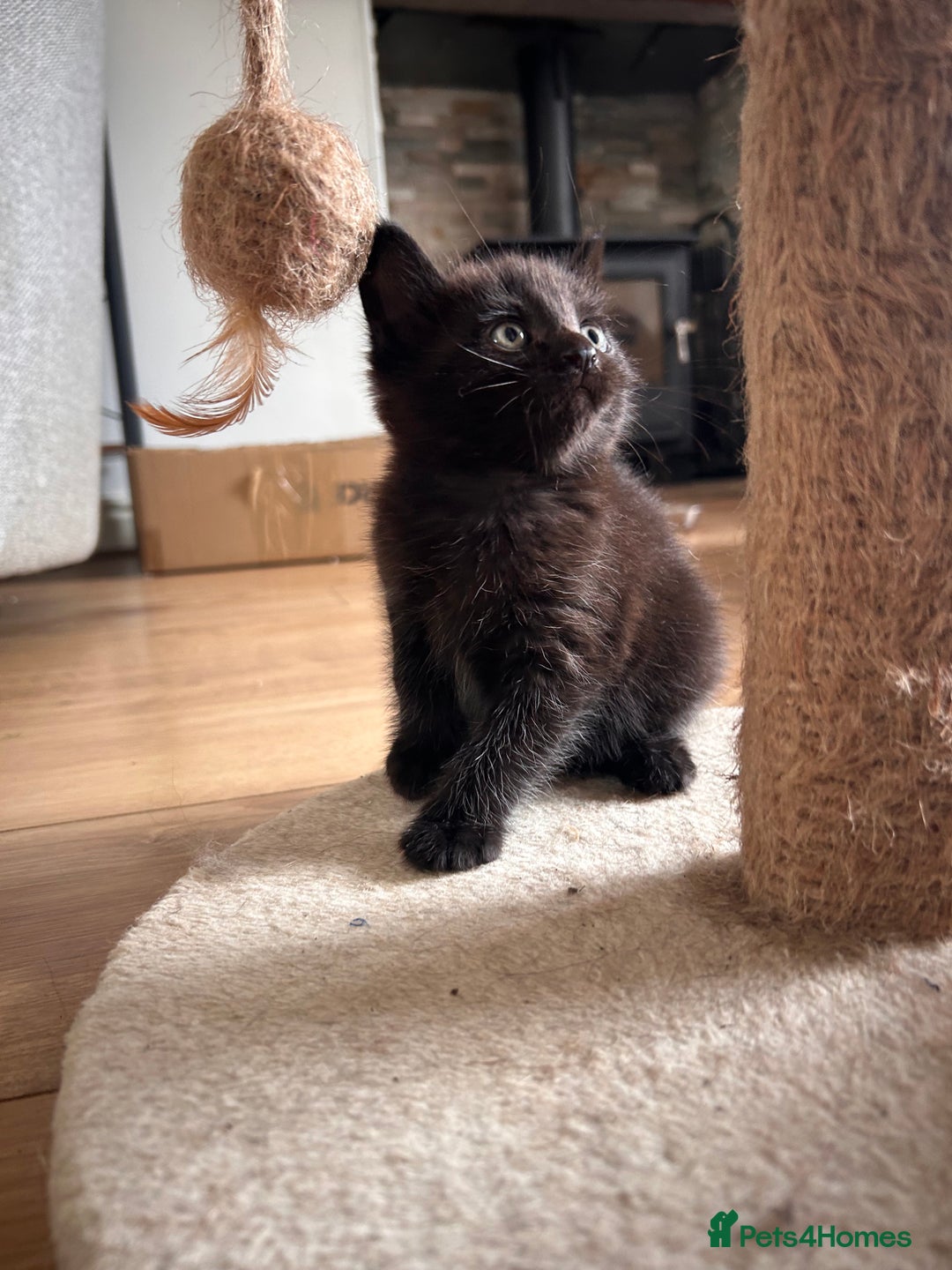 Maine Coon cats for sale: Beautiful big Maine coon x BSH kittens - Image 5