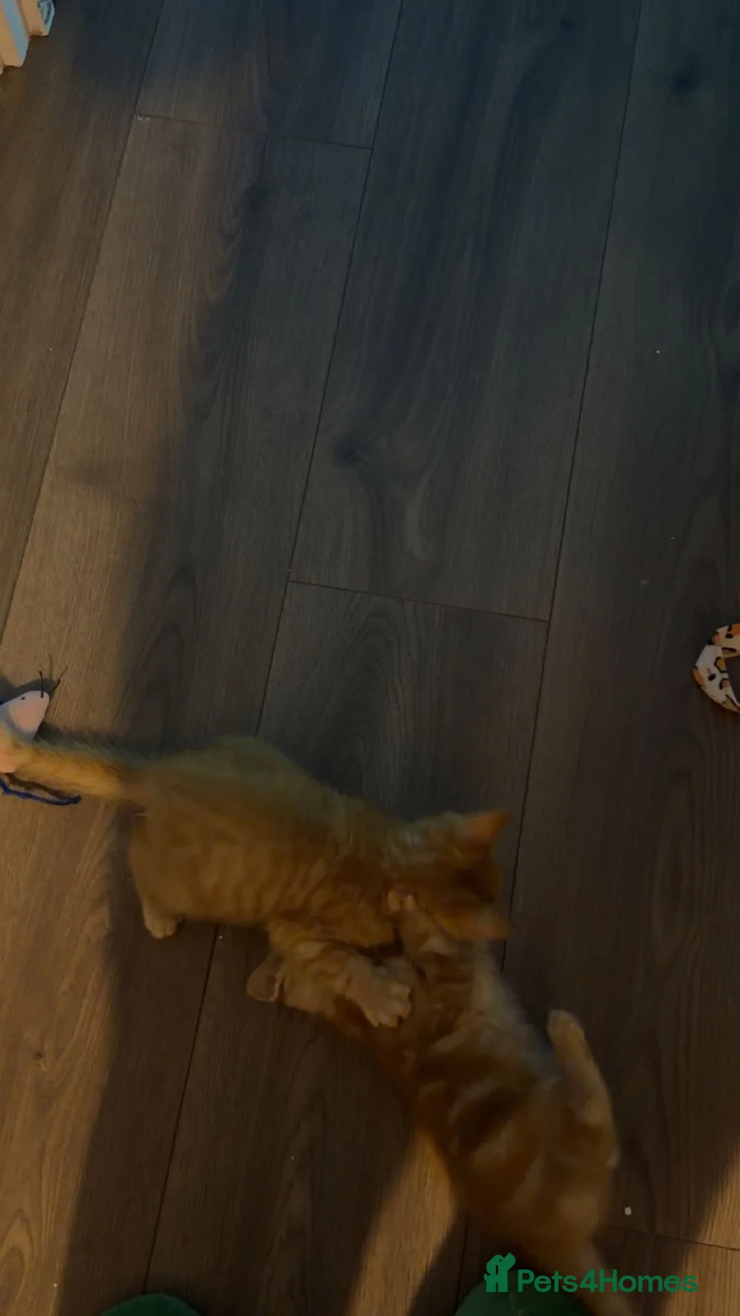 Mixed Breed cats for sale: 2 Ginger Boy Kittens in Worcester - Advert 5