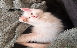 Ragdoll cats for sale: 2 LEFT - 5 pedigree Ragdolls for sale - Image 1