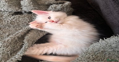Ragdoll cats - Advert 5