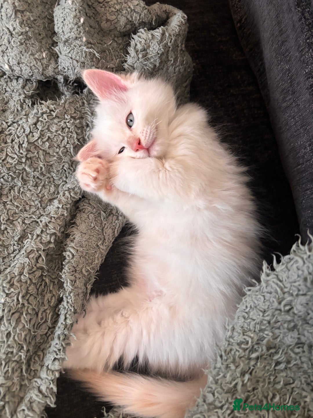 Ragdoll cats for sale: 2 LEFT - 5 pedigree Ragdolls for sale - Image 1