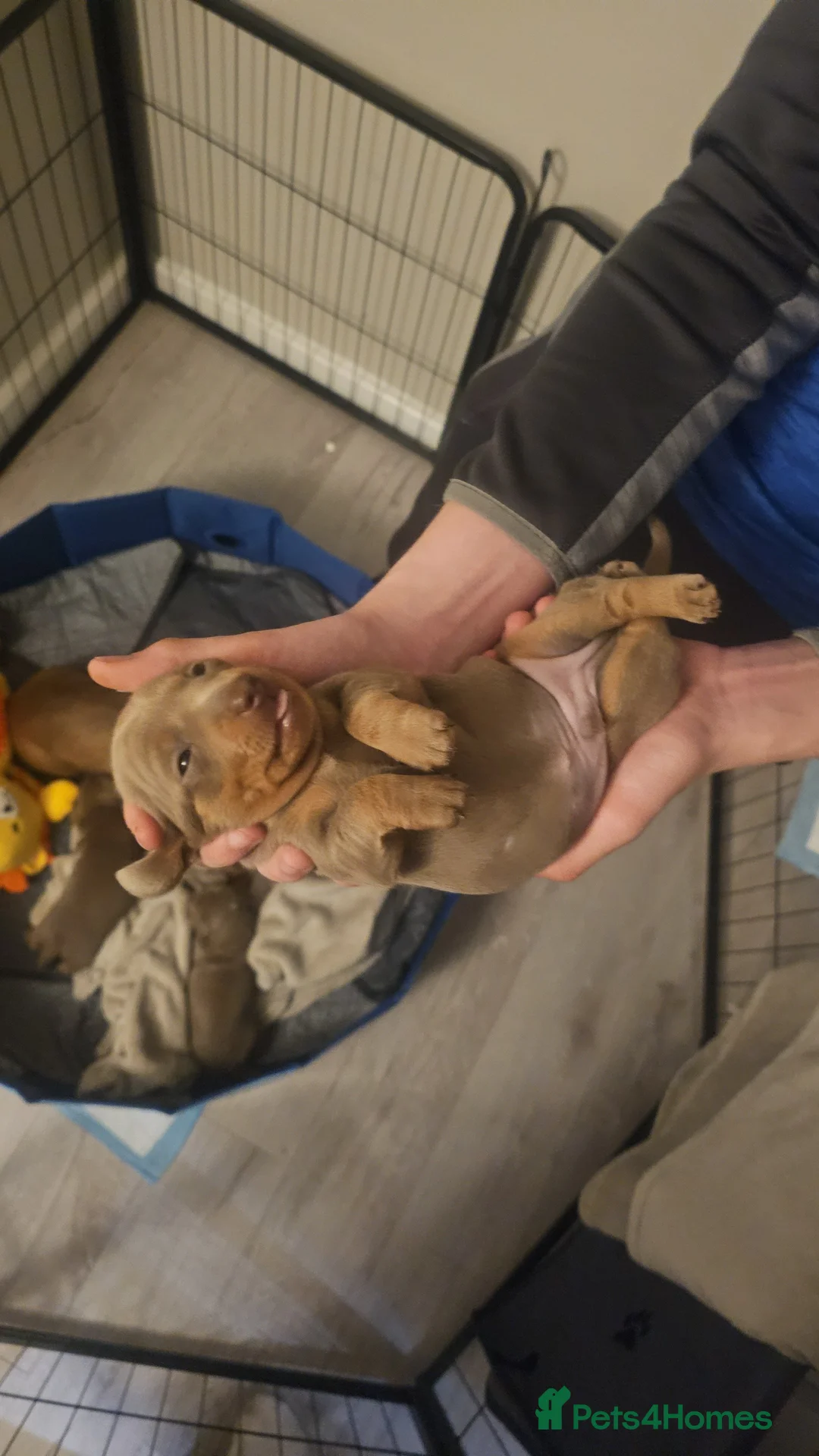 Miniature Dachshund dogs for sale: Miss b - Advert 6