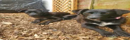 Mixed Breed dogs for adoption: Meet Josephine, currently residing in Sheffield  - Advert 9